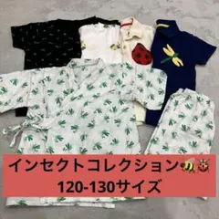 insect collection 120-130 まとめ売り