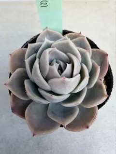 2026年最新】しずく×リンゼアナの人気アイテム - メルカリ