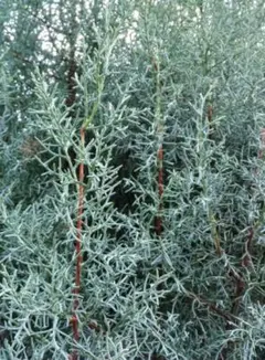 ブルーアイス　ネコポス箱いっぱい