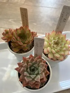 2025年最新】ミソップ苗の人気アイテム - メルカリ