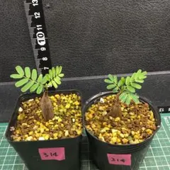 314.塊根植物 センナ メリディオナリス（実生）２株セットのサムネイル