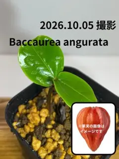 アルカンタレア グラリオサ バリエイゲット 斑入り超レア子株斑弱