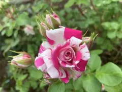 nagi1126様 リクエスト 3点 まとめ商品