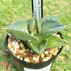 音藍様 リクエスト 2点 まとめ商品