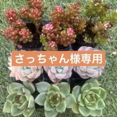 さっちゃん様 リクエスト 2点 まとめ商品