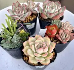 4.多肉植物　多肉セット　寄せ植え　初心者向け　多肉弁当