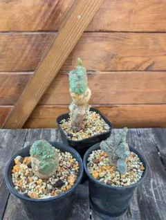 多肉植物　ユーフォルビア2株セット　オベサ　オベサブロー　綴化　モンスト　希少のサムネイル
