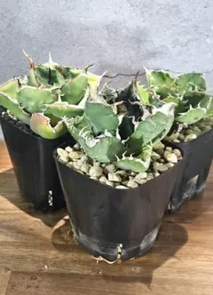 ケンゴン様 リクエスト 2点 まとめ商品