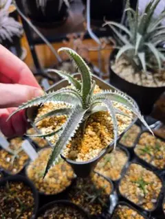 2026年最新】品種名：ブロメリア・ディッキア 観葉植物 ブロメリア