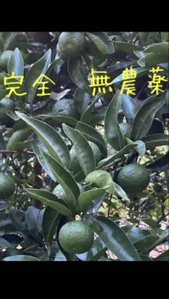 完全無農薬 すだちのサムネイル