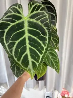 anthurium regare アンスリウム レガレ 22 - メルカリ