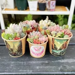 26 多肉植物の小さな寄せ植え◎そのまま飾れる◎5コセット
