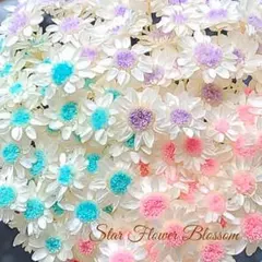加工花材 スターフラワー ブロッサム ドライフラワー ハーバリウム レジン 花材