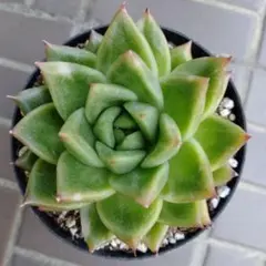 お取り置き　多肉植物　相府蓮錦&ブラックチップ錦 やっぱり好きだなー、相府蓮 - ブルックリンライフハック
