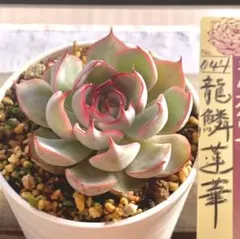 ネコママ373様 リクエスト 2点 まとめ商品