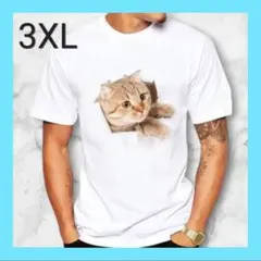 猫xl