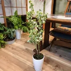 2026年最新】ベンジャミンバロックの人気アイテム - メルカリ