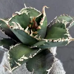 2026年最新】アガベ金剛の人気アイテム - メルカリ