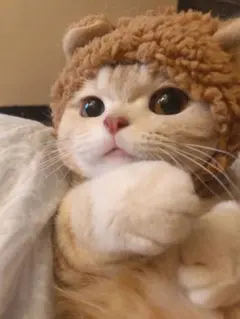 2025年最新】ANTEPRIMA レディース パーティーバッグの人気アイテム