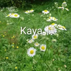 【14kgf】オブシディアンのピアス（チャーム）