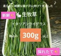 生牧草農薬不使用！オーツヘイ✨ネコポス箱込み300g以上 小動物おやつ