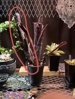 Billbergia 'Darth Vader' 中型ブロメリア - メルカリ