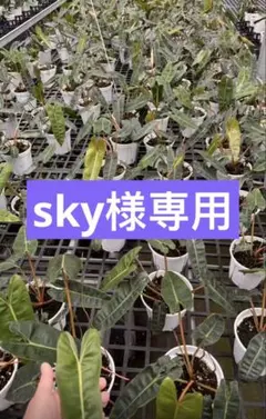 【sky様専用】