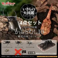 いきもの大図鑑　かぶとむし10 樹皮台座（小）セット　4点セット