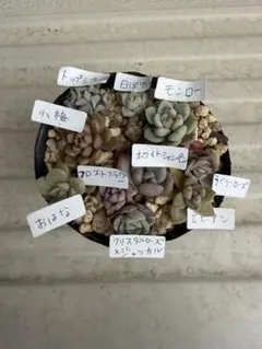 多肉植物　寄せ植え　おはな　小梅　ラブリーローズ　クリスタルローズ　ジャッカル