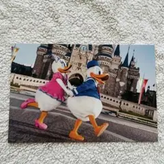 東京ディズニーランド　ポストカード　ドナルド　デイジー