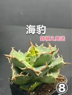 アガベ チタノタ 狼人錦 鉢植え発送‼️⑥ - メルカリ