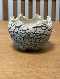 宮本果林　植木鉢 陶器鉢 塊根植物 コーデックス 宮本果林 植木鉢 陶器鉢 塊根植物 コーデックス - メルカリ