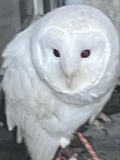 白梟　鬼龍30個 2026年最新】白梟の人気アイテム - メルカリ