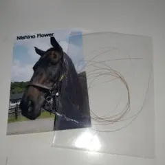 ナリタブライアン たてがみ ナリタブライアン たてがみ ナリタブライアン (Narita Brian