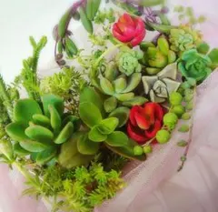 多肉植物 カット苗詰め合わせ 寄せ植えセット■SALE■増量中