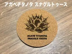 アガベ チタノタ スナグルトゥース コルクコースター