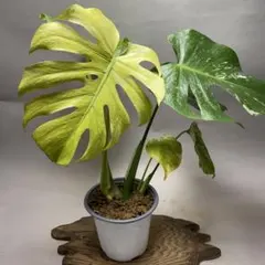 2026年最新】ホワイトモンスター モンステラの人気アイテム - メルカリ