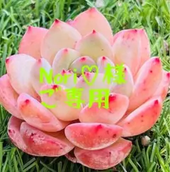 Nori♡様 ご専用　追加值引200円　おまけ付き　リクエスト 5点 まとめ商品