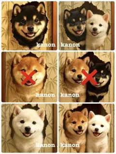 P428 パネル生地　柴犬　18×18 6枚1セット