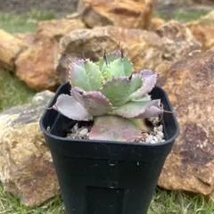 スカラ様 リクエスト 2点 まとめ商品