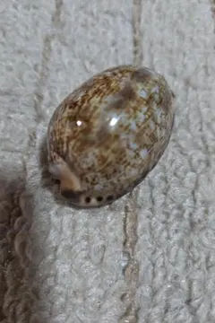 超特大タカラ貝11x7x6cm 特大ヤツシロ貝15x10x7cm