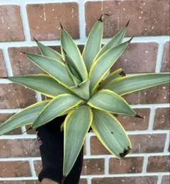 2025年最新】ブルームーン アガベの人気アイテム - メルカリ