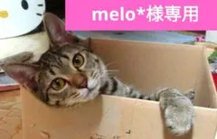 飾り組紐　花結び タッセル付き ちりめん細工　⑫銀 菊結び　二重叶結び　七五三