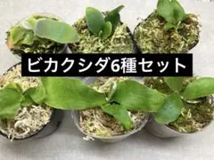 2026年最新】elsa ビカクシダの人気アイテム - メルカリ