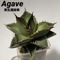 2026年最新】オテロイ 選抜の人気アイテム - メルカリ