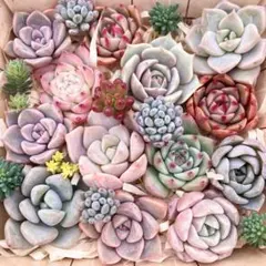 多肉植物　寄せ植え　セット　詰め合わせ　カット苗　エケベリア　セダム　韓国苗