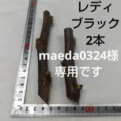 2026年最新】イチジク穂木の人気アイテム - メルカリ