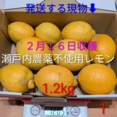 ①２月１６日収穫　新鮮！瀬戸内の農薬不使用レモン