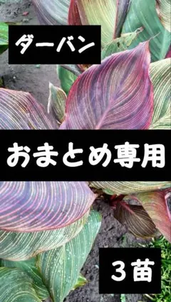 ひろココ♡様 リクエスト 2点 まとめ商品
