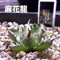 2026年最新】麻花龍の人気アイテム - メルカリ